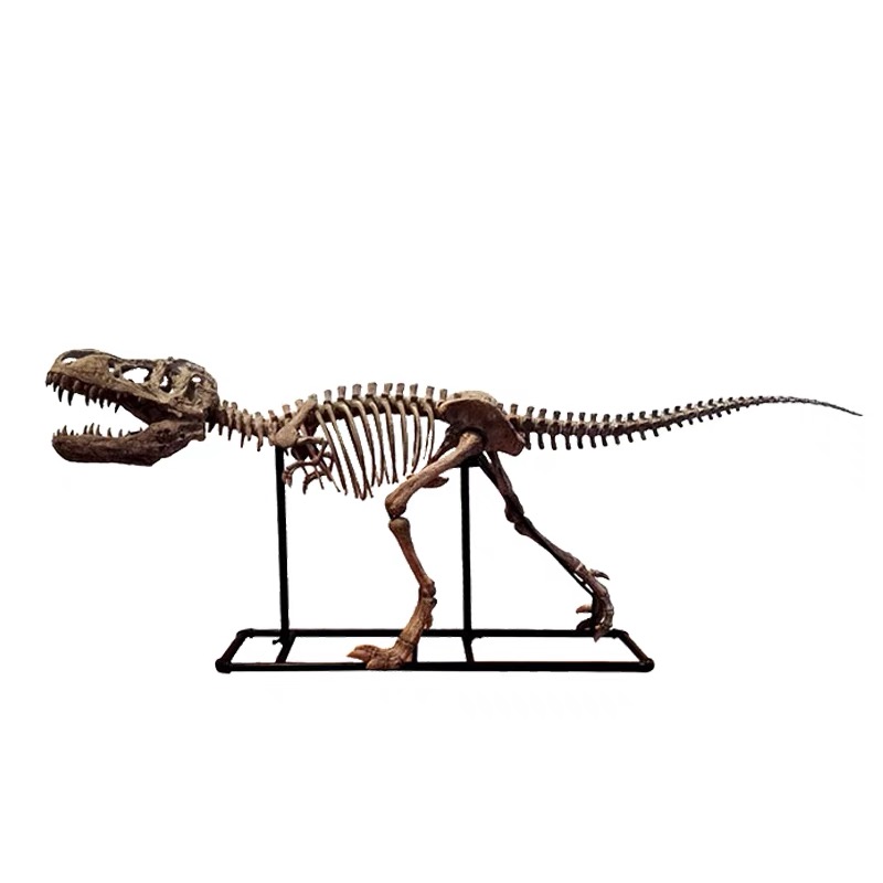 Children's Toys-Dinosaur Skeleton Series